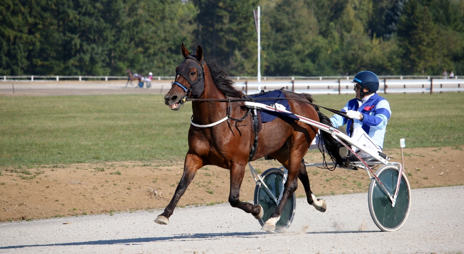 Stryktipset och V85 – så skiljer sig spelen